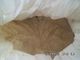CAS 8002-80-0 HACCP 82 Percent Vital Wheat Gluten Powder Bulk